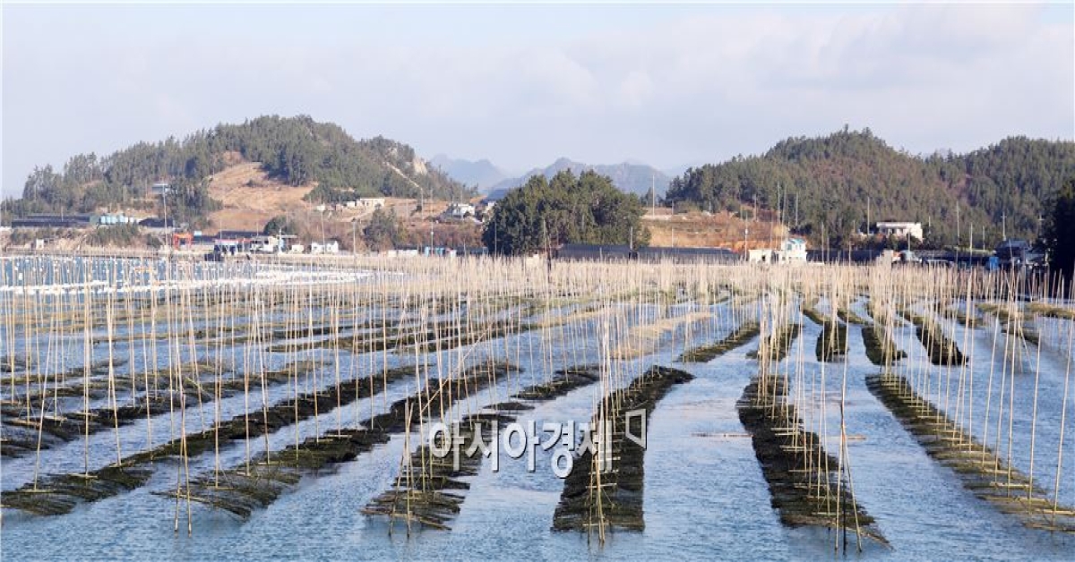 제철 맞은 완도산 매생이 본격 출하 - 아시아경제 제철 맞은 완도산 매생이 본격 출하