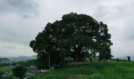 문화재에서 유산으로 관리체계 혁신 '우영우 팽나무'도 보호받는다