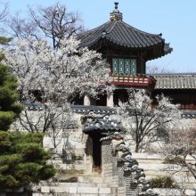  봄꽃 만개한 궁궐