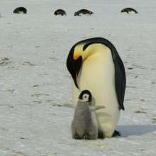 황제펭귄 물에 빠져 죽고 얼어 죽고…"결국 멸종할 것" 남극에 내려진 경고