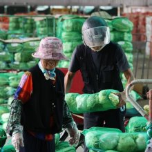 [포토] 중국산배추 긴급 수입