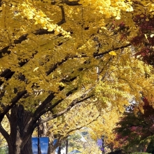 [포토] 늦가을 정취 물씬 풍기는 청와대 앞길
