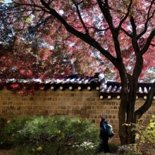 [포토] 울긋 불긋 물든 청와대 앞길