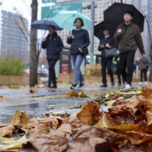 [포토] 가을비에 수북히 쌓인 낙엽