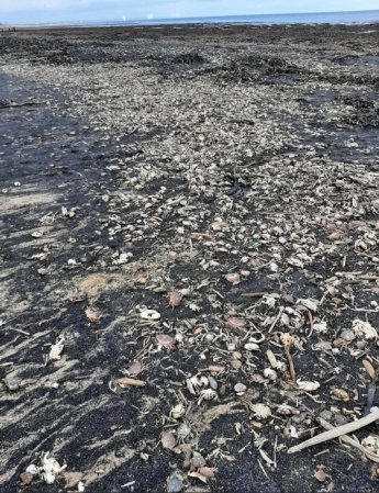 "매우 우려되고 이상한 현상"…英 해변에 등장한 의문의 죽은 바다생물들