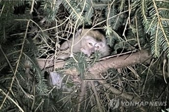 "직접 잡으려 하지 마라"…美서 교통사고 틈타 백신 실험용 원숭이 4마리 탈출 소동