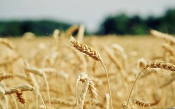 식용유 이어 '밀가루 대란' 오나…'세계 밀 생산량 2위' 인도 수출금지에 국내도 '긴장'