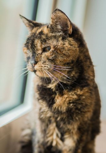 사람 나이로 120살 … 기네스북 오른 최고령 고양이