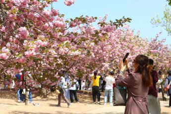 "벚꽃 시즌, 22일 제주서 움튼다…서울은 4월3일"