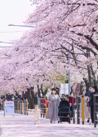 영등포구, 4년 만에 여의도 봄꽃축제 개최