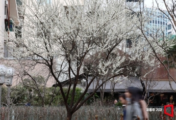 [포토] 화사한 매화꽃