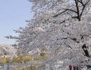 [골목맛집]④ 서울의 숨겨진 벚꽃 명소, 쌍문동