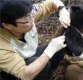 중국 농민 2년간 애지중지 키운 '강아지' 알고보니 곰?