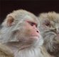 호주 20대男 지카 바이러스,모기 아닌 발리 원숭이에 물려 감염됐다고?