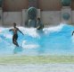 [포토]국내 최초 '인공 파도풀 서핑'