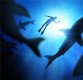 [집중기획 상어 vs 인간]①펠프스는 왜 하필 상어와 속도 대결? 걘 문어 수준이잖아