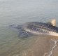 '지구에서 가장 큰 어류' 고래상어, 영덕 해수욕장에 출현…결국 바다로