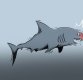 [상어 주의보]①식인상어 ‘백상아리’ 동해안 출현, 특히 ‘이것’ 하는 사람 공격?
