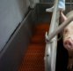돼지열병 때문에 中 돼지고기 가격 한달새 8% 올라