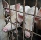 남은음식물 돼지에 직접 급여 금지…"아프리카돼지열병 예방"