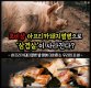 [카드뉴스]초비상 아프리카돼지열병으로 ‘삼겹살’이 사라진다?