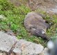 국방부 "DMZ서 멧돼지 사체 발견…아프리카돼지열병 음성"