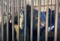 예견된 비극?…불법 증식된 사육곰, 결국 인명피해로