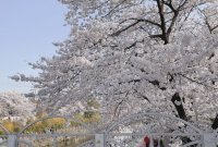 [골목맛집]④ 서울의 숨겨진 벚꽃 명소, 쌍문동