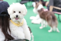 "댕냥이 위해서라면…" 펫세권 찾아 이사가는 부자들