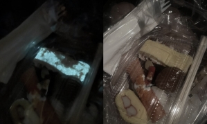 "먹지 말고, 꼭 버리세요" 전문가 경고…'형광빛 초밥'에 발칵