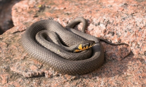5억 보험금에 눈 멀어…아버지에 독사 푼 패륜 형제