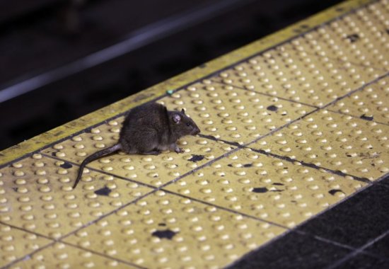 뉴욕, 쥐떼와의 전쟁…연봉 2억 '전문가' 찾아요