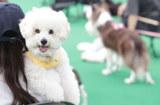 "댕냥이 위해서라면…" 펫세권 찾아 이사가는 부자들