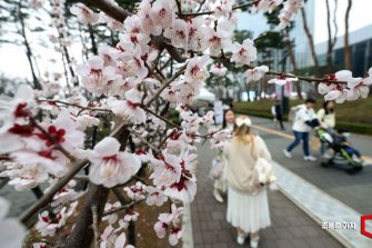 [포토] 석촌호수 벚꽃축제, 활짝 핀 벚꽃