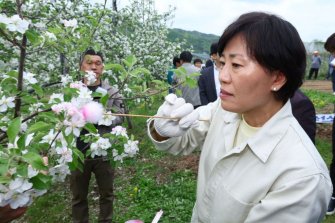 정부 "사과·배 생육 양호…올해 저온 피해 미발생"