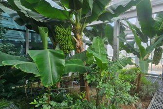 서울에서도 바나나 열려요!...관악구 강감찬도시농업센터 바나나 수확 풍년