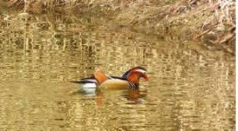 국내 생물 6.2만종 시대…1년 새 1300여 종 늘어