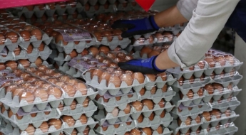 폭염철 달걀 요리 조심…살모넬라 식중독 절반이 여름철 발생