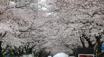 서울 벚꽃 공식 개화…평년보다 14일 빨라