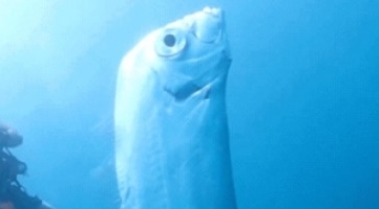 "아파트 5층 높이" 초대형 산갈치 대만서 목격