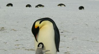 황제펭귄 물에 빠져 죽고 얼어 죽고…"결국 멸종할 것" 남극에 내려진 경고