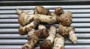 '1kg에 156만원'…금값 된 버섯의 정체