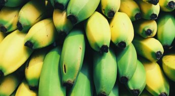 사무실에 덜 익은 녹색 바나나가 '주렁주렁'…중국서 인기 왜?