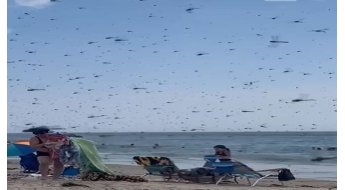 재난영화 보는듯…미국 해변 덮친 잠자리떼에 '혼비백산'