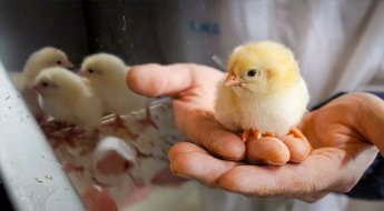 손끝으로 만지고 또 만져…이 한국인이 좌지우지했던 '닭고기 산업'[뉴잡스]