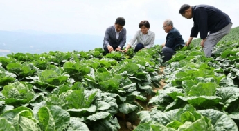 '여름배추 대란' 재발 막는다…1000㏊ 신규 재배적지 발굴키로