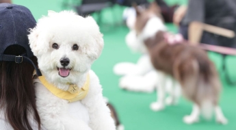 "개모차 타고 공원 산책갈래?"…금쪽같은 '댕냥이' 위해 조용히 이사가는 부자들[부동산AtoZ]