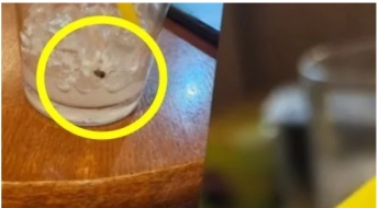 프랜차이즈 커피에서 벌레 나왔는데…