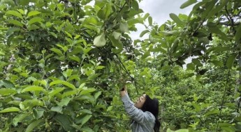 "1인당 3500만원까지 받는다"…'직접 지원'한다는 FTA국내보완책[농업 바꾼 FTA]①