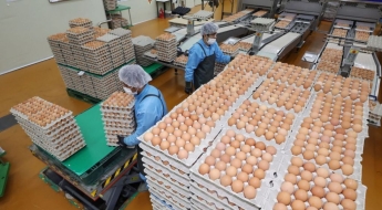 '고공행진' 계란값…8월까지 오른다